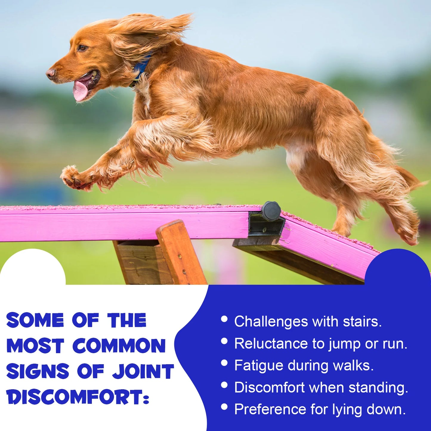Hip and Joint Supplement Nourishing Support for Your Canine Companions Mobility and Flexibility Support Joint Health for Dogs