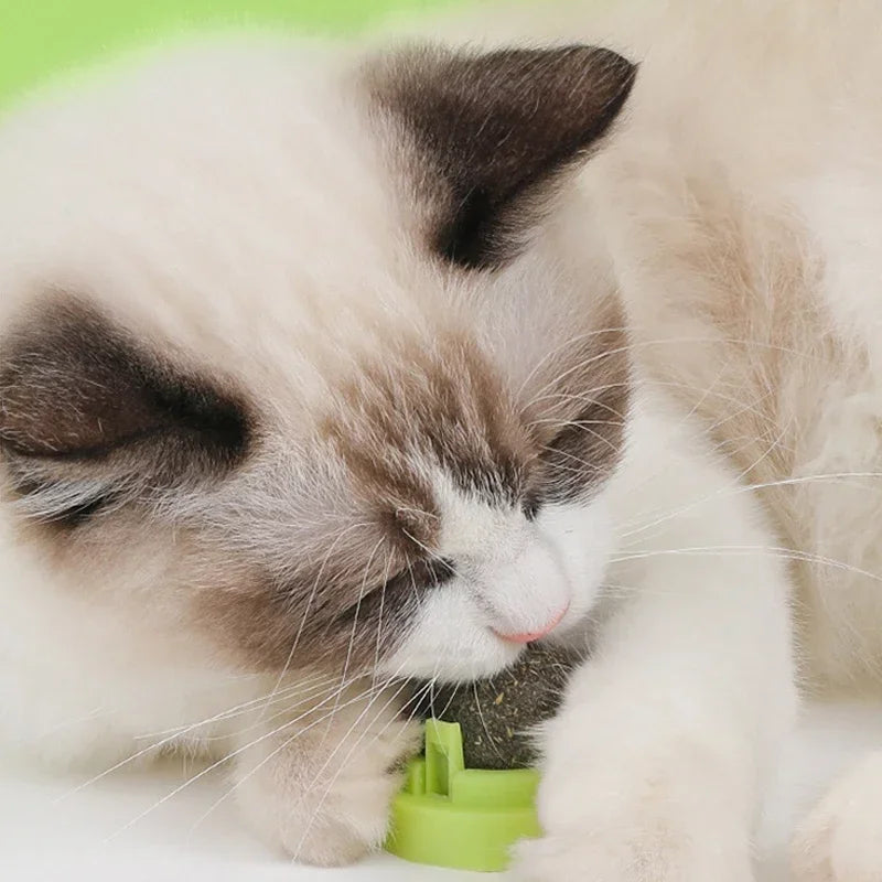 The Catnip Cat Wall Stick-on Ball Toy Scratchers Treats Healthy Natural Removes Balls To Promote Digestion Cat Grass Snack
