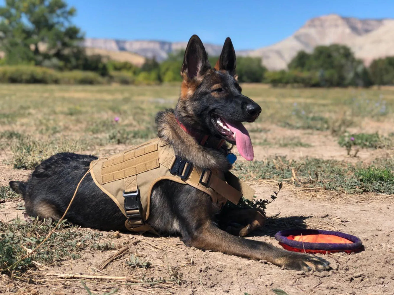 Large Dog Collar Military Dog Harness Leash Molle Pouches Pet Training Vest Tactical German Shepherd Harnesses Dogs Accessories