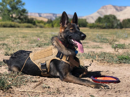 Large Dog Collar Military Dog Harness Leash Molle Pouches Pet Training Vest Tactical German Shepherd Harnesses Dogs Accessories
