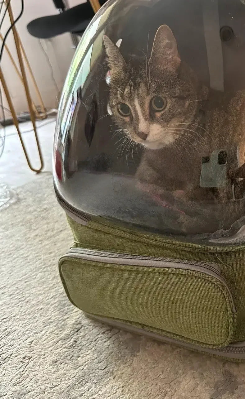 Transparent Pet Carrier Backpack Outdoor Travel Essential for Cats Small Dogs Breathable Design Comfortable Premium Pet Supplies