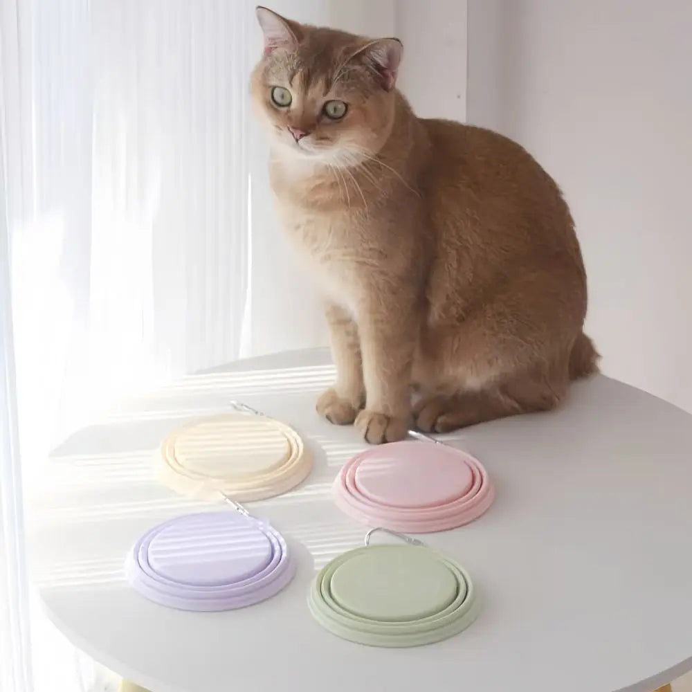 350ml Macaron Pet Bowl TPE Cartoon Pattern Puppy Feeding Bowl Collapsible with Hanging Holes Portable Pet Bowl for Dogs Cats