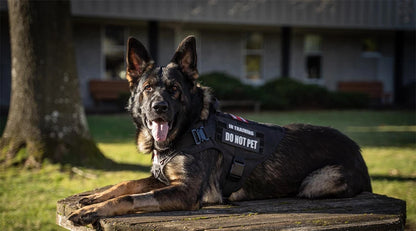 Large Dog Collar Military Dog Harness Leash Molle Pouches Pet Training Vest Tactical German Shepherd Harnesses Dogs Accessories