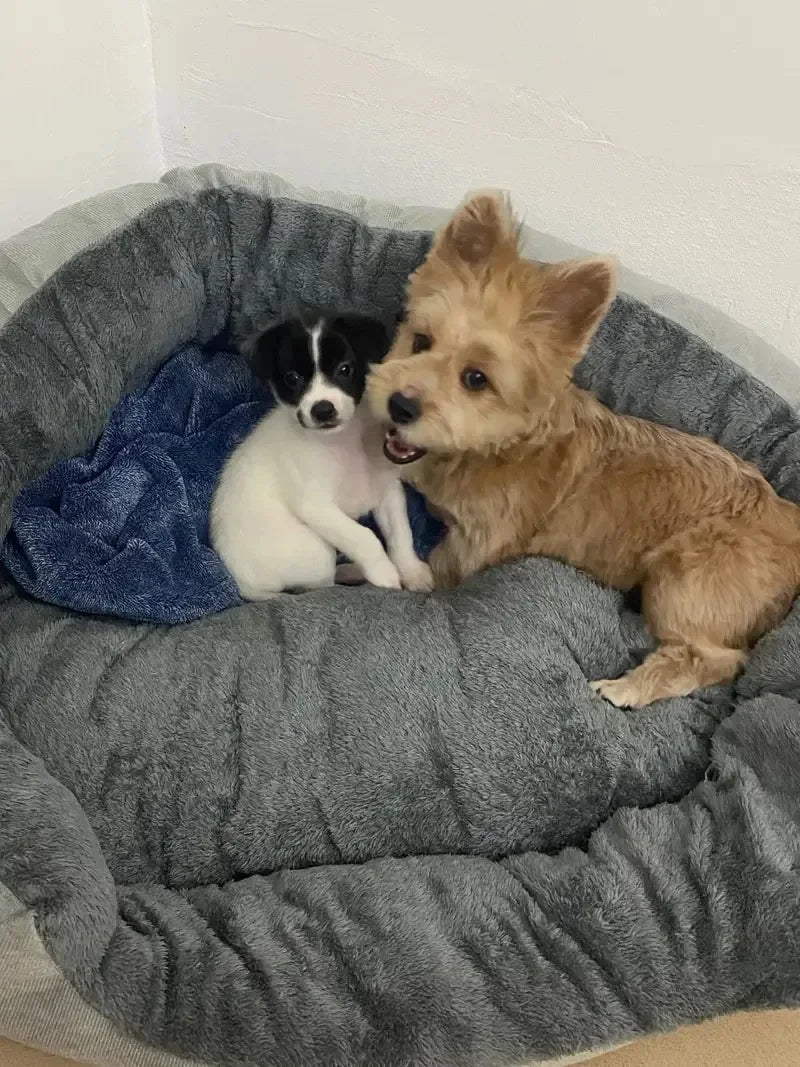 Soft Warm Dog Bed Pets Basket Cat House Sofa for Medium Large Dog Sofa Bed Cushion Dog Bed House Pet Supplies Accessories2025new